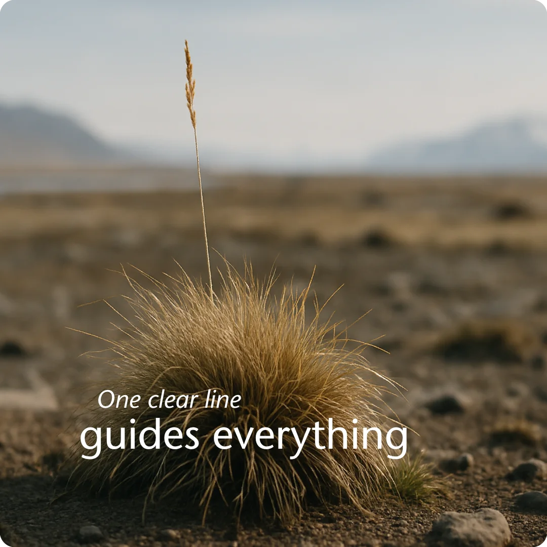 Close view of alpine tussock with one highlighted stem symbolising a clear core identity for business marketing.