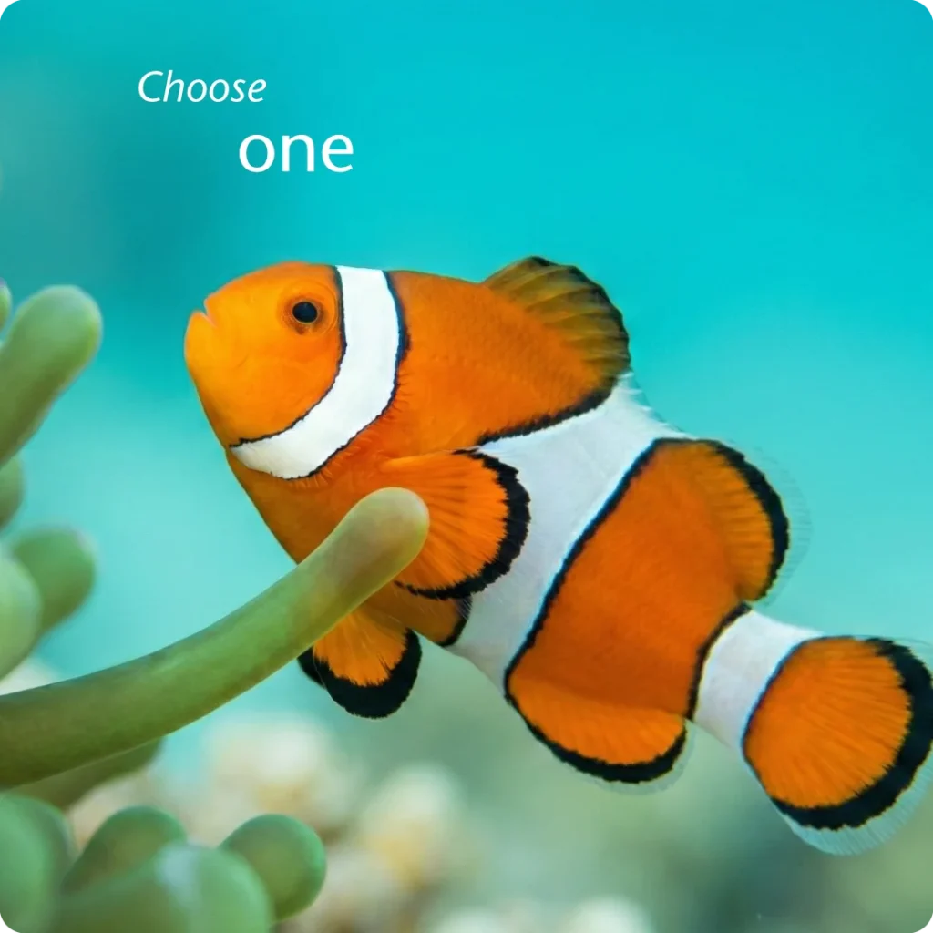 Strategic brand commitment requires physical acclimatization to a single host, shown through an Ocellaris clownfish touching a green anemone tentacle.
