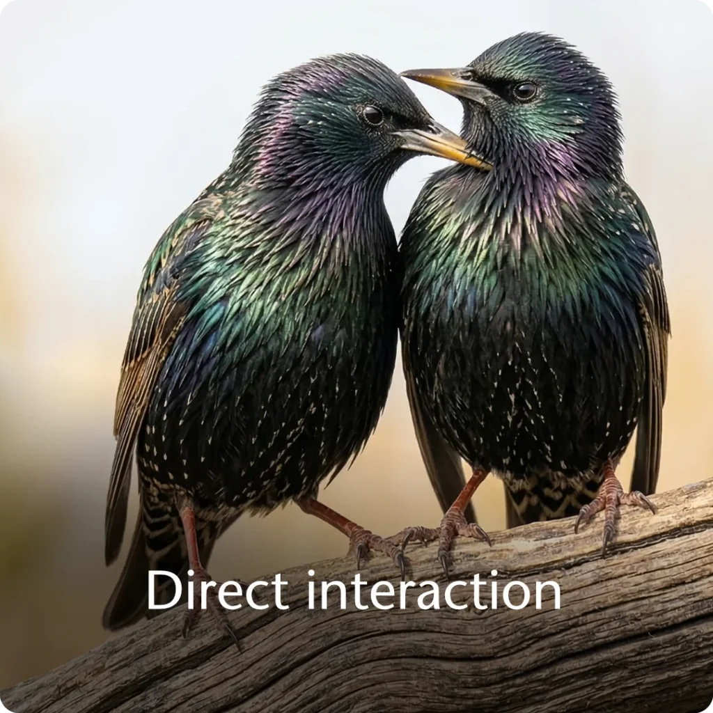 Personal interaction and empathy are shown through two European Starlings engaged in mutual grooming on a single textured branch in a cornfield.