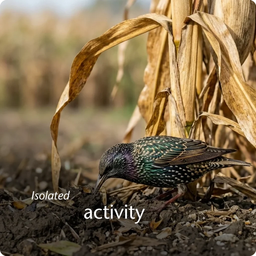 Siloed efficiency and baseline isolation are shown through a single European Starling foraging alone at the base of a towering corn stalk in an empty field.